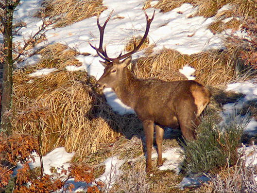 PASSIONE PER IL CERVO